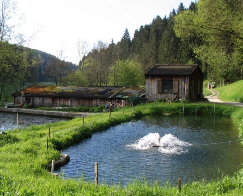 Forellenzucht_Aufsesstal_004