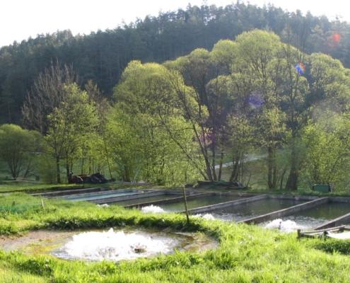 Forellenzucht_Aufsesstal_005