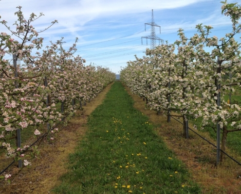Singers_Bauernaden_Hausen_002-1
