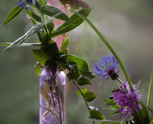 Genusshof_Pingold_Graefenberg_049