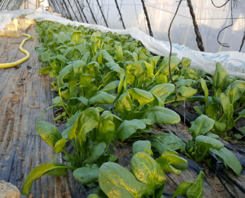 Bauer_Boeck_Hofladen_Ebermannstadt_008