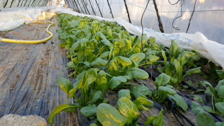 Bauer_Boeck_Hofladen_Ebermannstadt_008