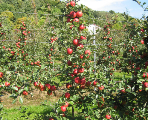 Obstwiese_Schmitt_Leutenbach_004