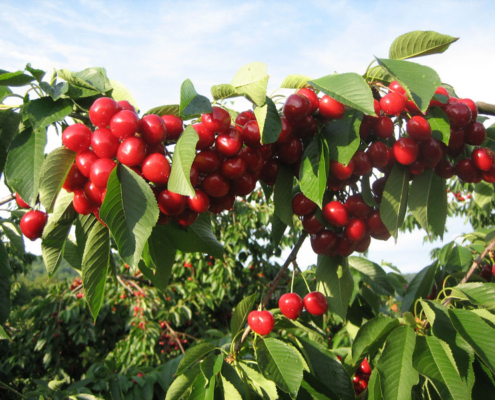 Obstwiese_Schmitt_Leutenbach_005