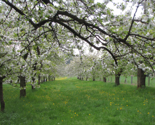 Obstwiese_Schmitt_Leutenbach_006