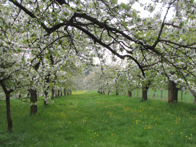 Obstwiese_Schmitt_Leutenbach_006