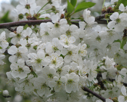 Obstwiese_Schmitt_Leutenbach_007