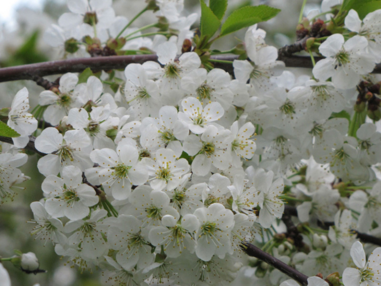 Obstwiese_Schmitt_Leutenbach_007