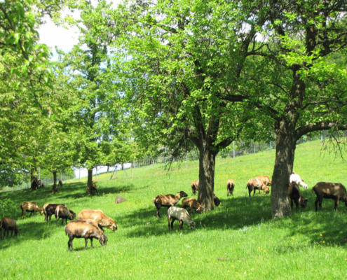 Obstwiese_Schmitt_Leutenbach_009