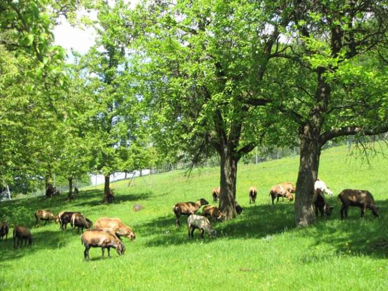 Obstwiese_Schmitt_Leutenbach_009