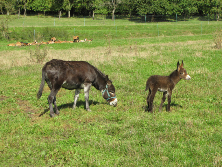 Obstwiese_Schmitt_Leutenbach_010