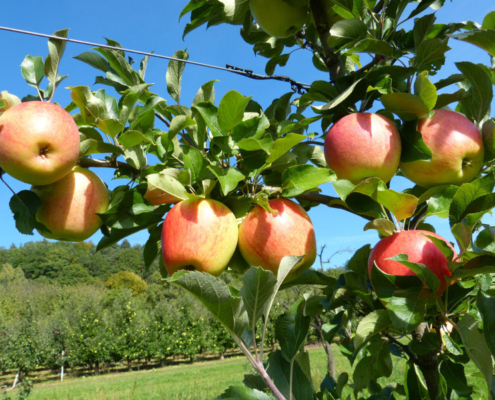 Obstwiese_Schmitt_Leutenbach_012