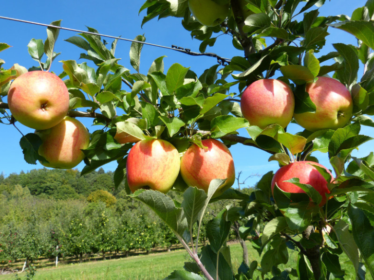 Obstwiese_Schmitt_Leutenbach_012