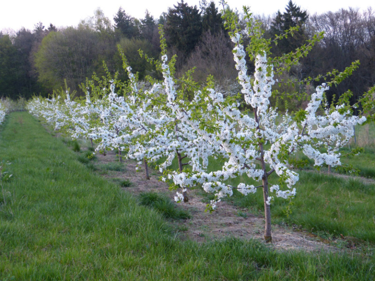 Obstwiese_Schmitt_Leutenbach_013