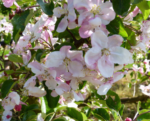 Obstwiese_Schmitt_Leutenbach_018