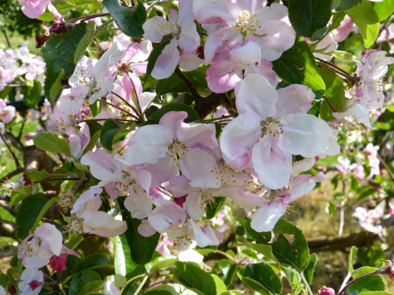 Obstwiese_Schmitt_Leutenbach_018