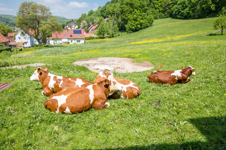 Haenfling_Bauernhof_Ferienwohnungen_Weissenohe_004